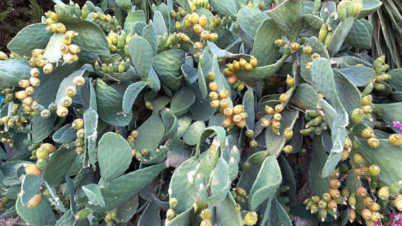 New Country House Salvia Сития Екстериор снимка